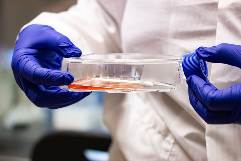 Castaneda's gloved hands holding a dish of orange fluid.