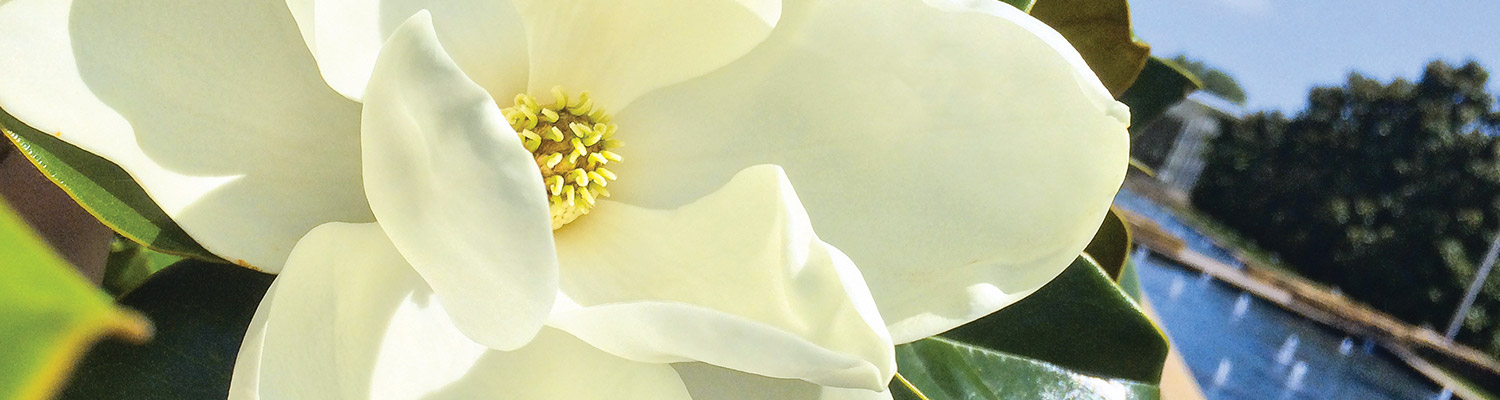 magnolia on campus mall