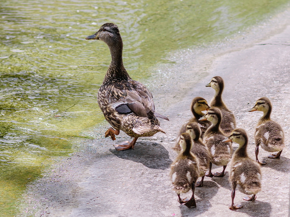 Duck walking with ducklings